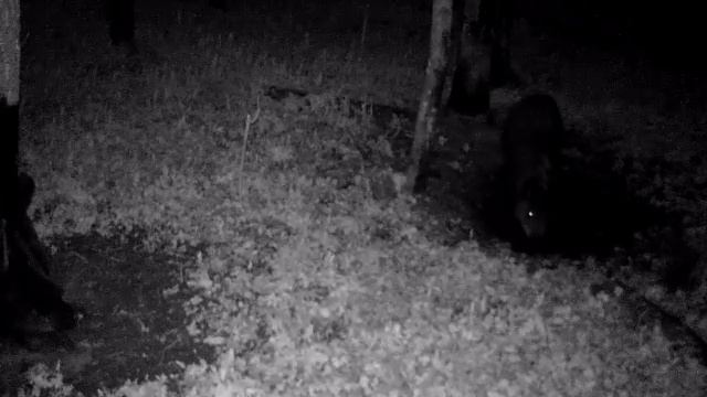 Кабаны на купалке. Весна 2021г. / Wild boars on a bathing suit. смотреть онлайн