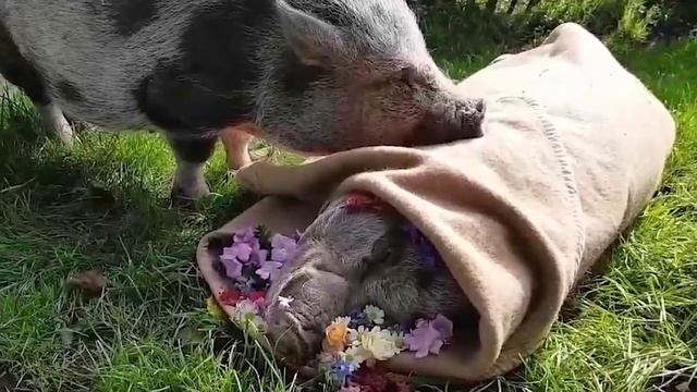 Как Животные Прощаются с Умершими смотреть онлайн