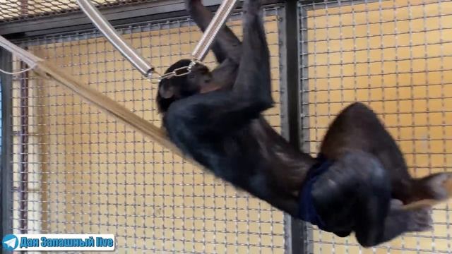 РАЗОРВАННЫЙ в КЛОЧЬЯ ГАМАК! Ушли на пол часа а тут такое смотреть онлайн