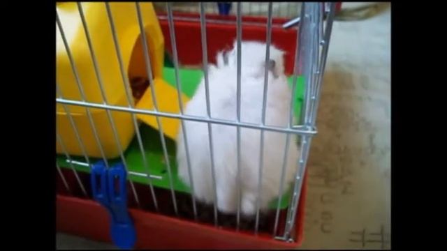 ТОП 10 ФАКТОВ О СИРИЙСКИХ ХОМЯКАХ смотреть онлайн