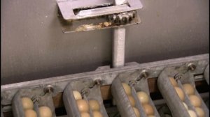 Разведение фазанов (Как это работает)