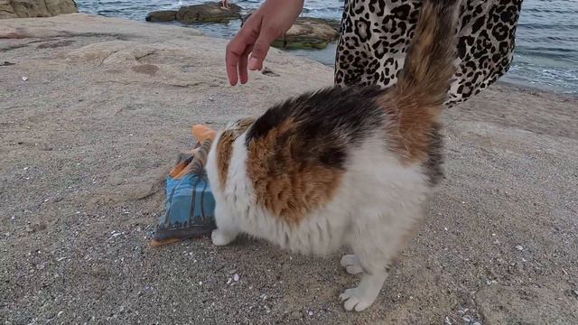 Street cat Fatty resting by the sea / Котобочка отдыхает у моря после работы в кафе смотреть онлайн