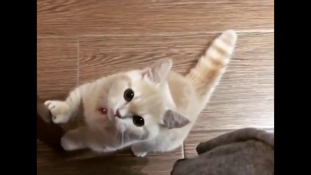 Кот просит вкусняшку смотреть онлайн