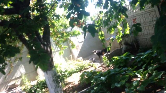 ВТОРОЙ ДЕНЬ ТРОИЦЫ, ОБЗОР УЧАСТКА, ЦВЕТЫ, ЧЕРЕШНЯ. смотреть онлайн