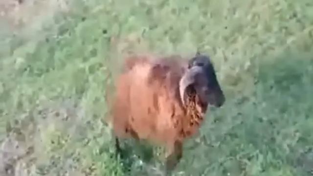 Animals Vs Bikers смотреть онлайн