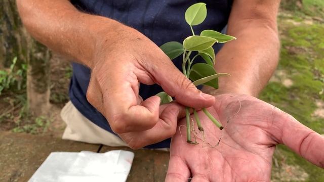 Jeito Simples de Fazer Muda de Peperomia Scandens смотреть онлайн