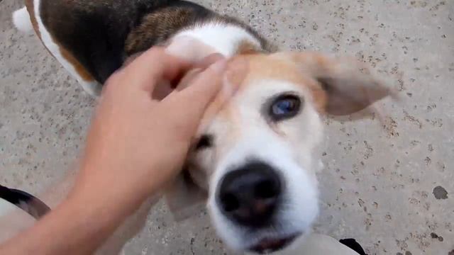 Dog Dazer II Ultrasonic Dog Deterrent: Stops Aggressive Dogs Safely! смотреть онлайн