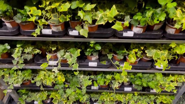 Odwiedzam Festiwal Roślin. Czy warto się tam wybrać? Warto zobaczyć do końca😉 смотреть онлайн