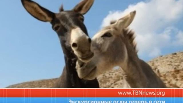 Экскурсионные ослы теперь в сети смотреть онлайн
