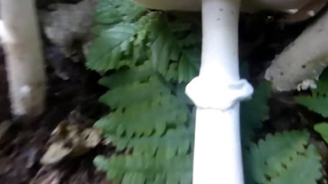 Elijeva Muhara - Amanita eliae смотреть онлайн