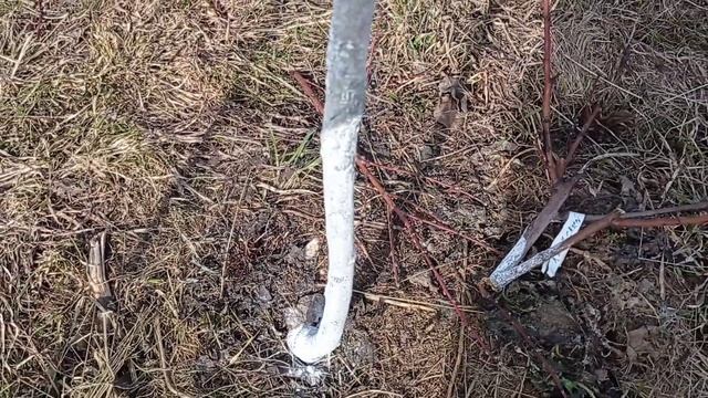 Несовместимость привоя и подвоя Персика, что делать? смотреть онлайн