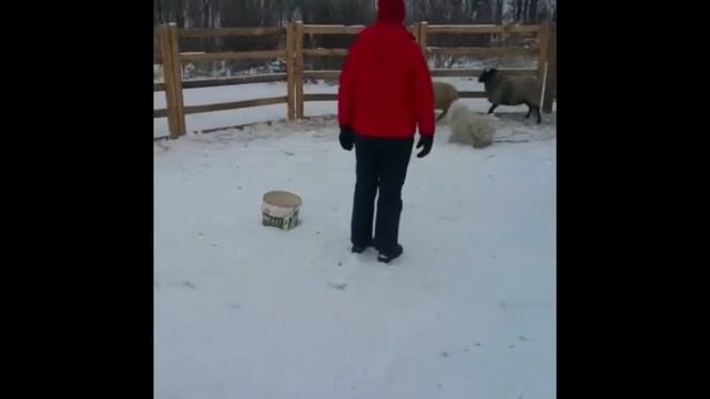 Пули, тест на наличие пастушьего инстинкта смотреть онлайн