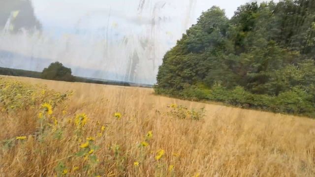 Стих "Росы, листья, ветви, травы...", "Природа Мать" Автор: Аркадий Нева смотреть онлайн