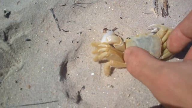 Машика краб из бразилии смотреть онлайн