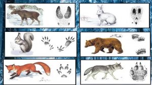 Станиславская Г Б  Мир природы  Определение следов животных на снегу