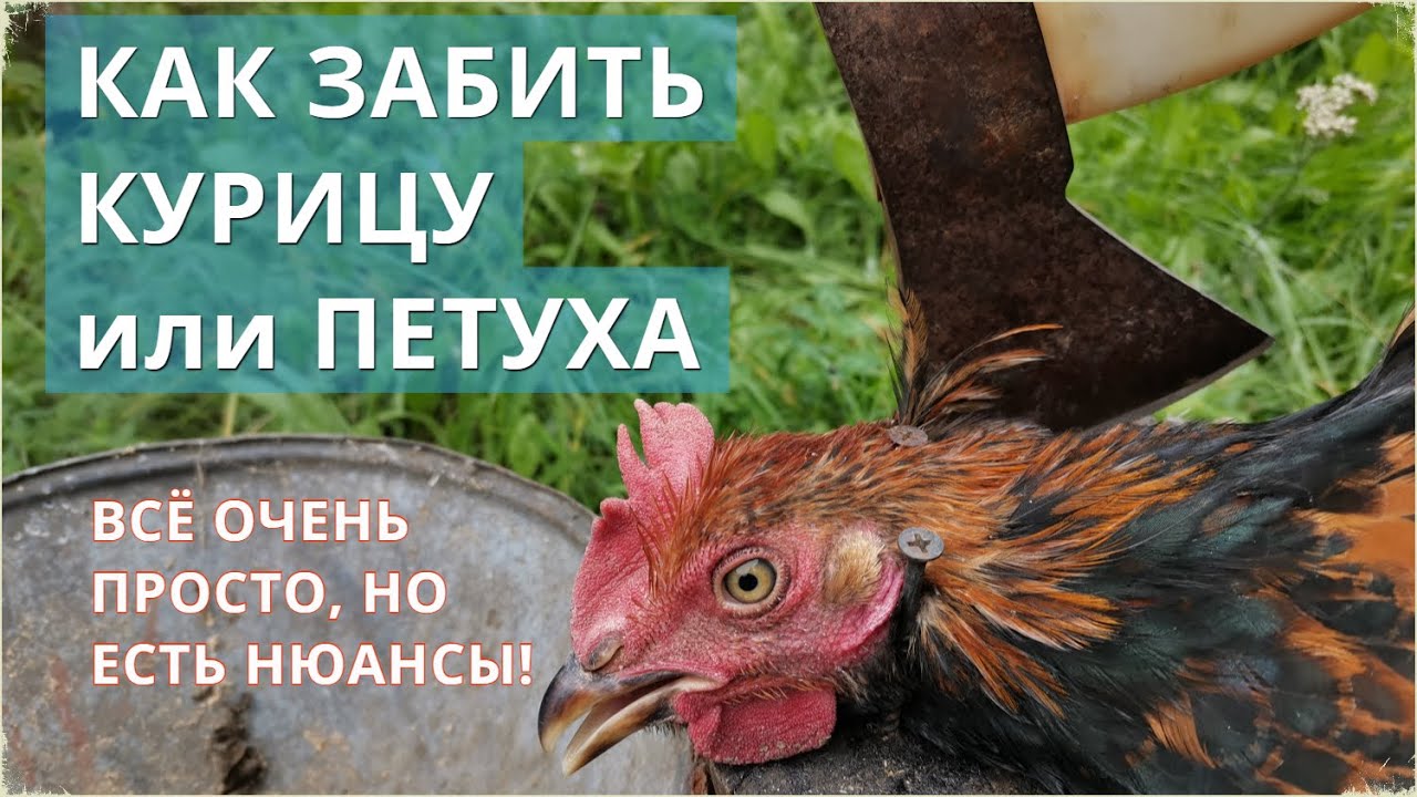 Как ЗАРУБИТЬ (забить) КУРИЦУ или ПЕТУХА. Важные нюансы!