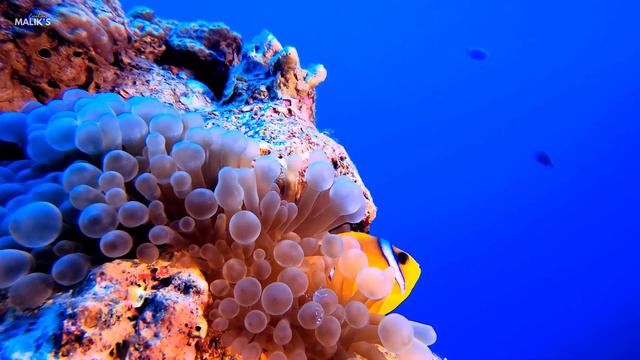 The Ocean 4K Sea Animals | Ocean Wildlife Animals and Relaxation Music with Beautiful Nature смотреть онлайн