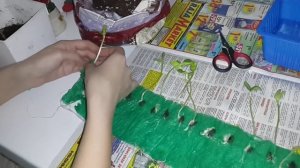 Продолжение... Рассада по московски или самокрутка  посадка семян в пеленки