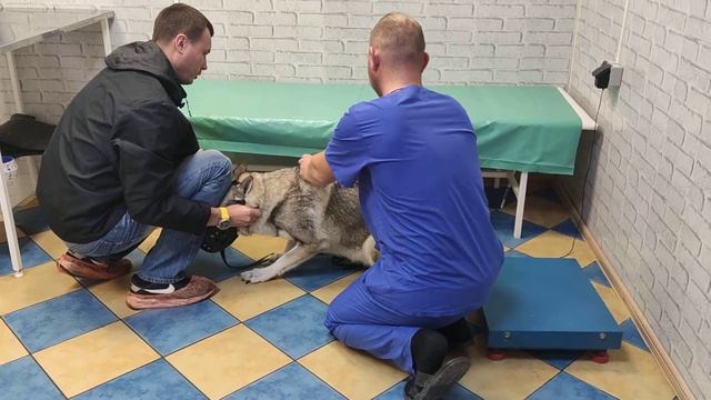 Пытаемся сделать собачке укол. Лечение после клеща.