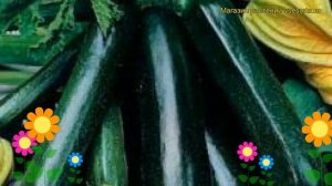 Кабачок цуккини Чёрный Красавец. Краткий обзор, описание характеристик cucurbita pepo