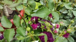 Розы Эбб Тайд/Пёрпл Эден (Rose Ebb Tide/Purple Eden), Новалис (Rose Novalis)