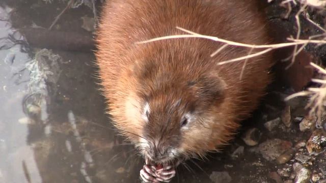 Забавные Моменты с Любимцами