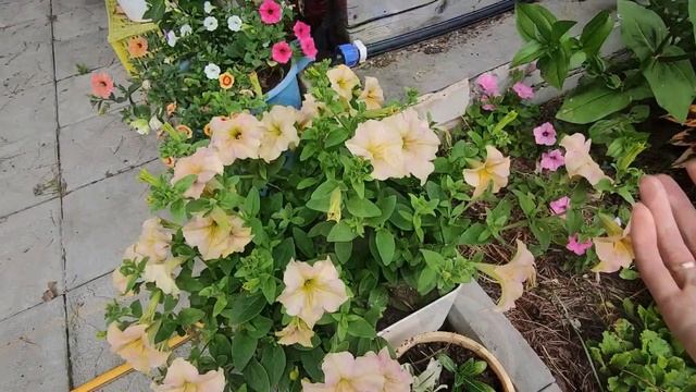 ПЕТУНИЯ АМПЕЛЬНАЯ ДАЙМОНД. ОБЗОР ПЕТУНИИ.2022 смотреть онлайн