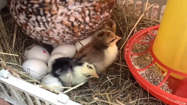 Мамаши 🐣 начало смотреть онлайн