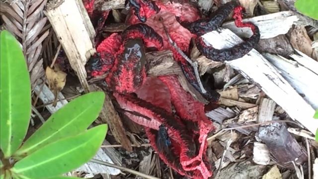 Scary Devil's fingers (Clathrus archeri) fungus смотреть онлайн