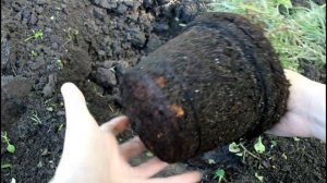 Розмарин в открытом грунте. Посадка и рост.  __Валентина Земскова.