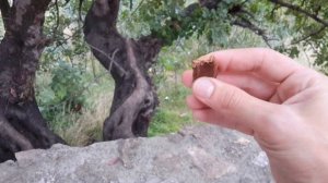 Рожковое дерево