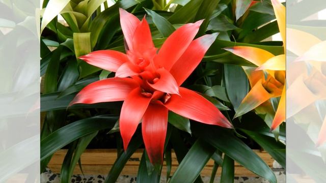 Guzmania Flowers
