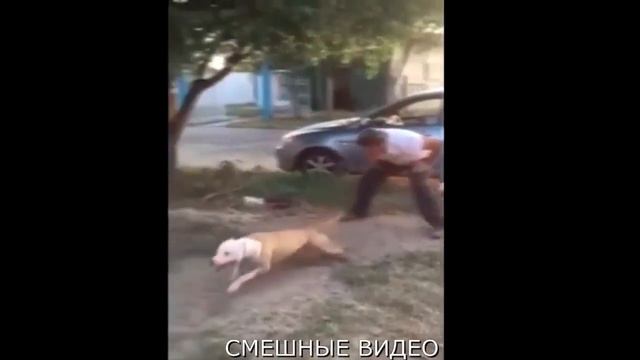 СМЕШНЫЕ_ВИДЕО_ПРИКОЛЫ_ПРО_ЖИВОТНЫХ смотреть онлайн