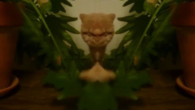 Кот качает смотреть онлайн