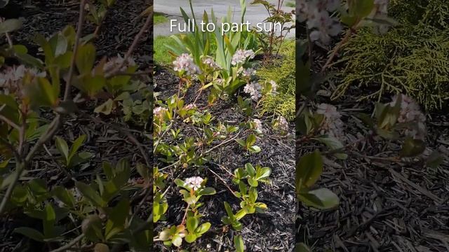 Chokeberry (Low Scape Mound, Aronia Melanocarpa) - May & November смотреть онлайн