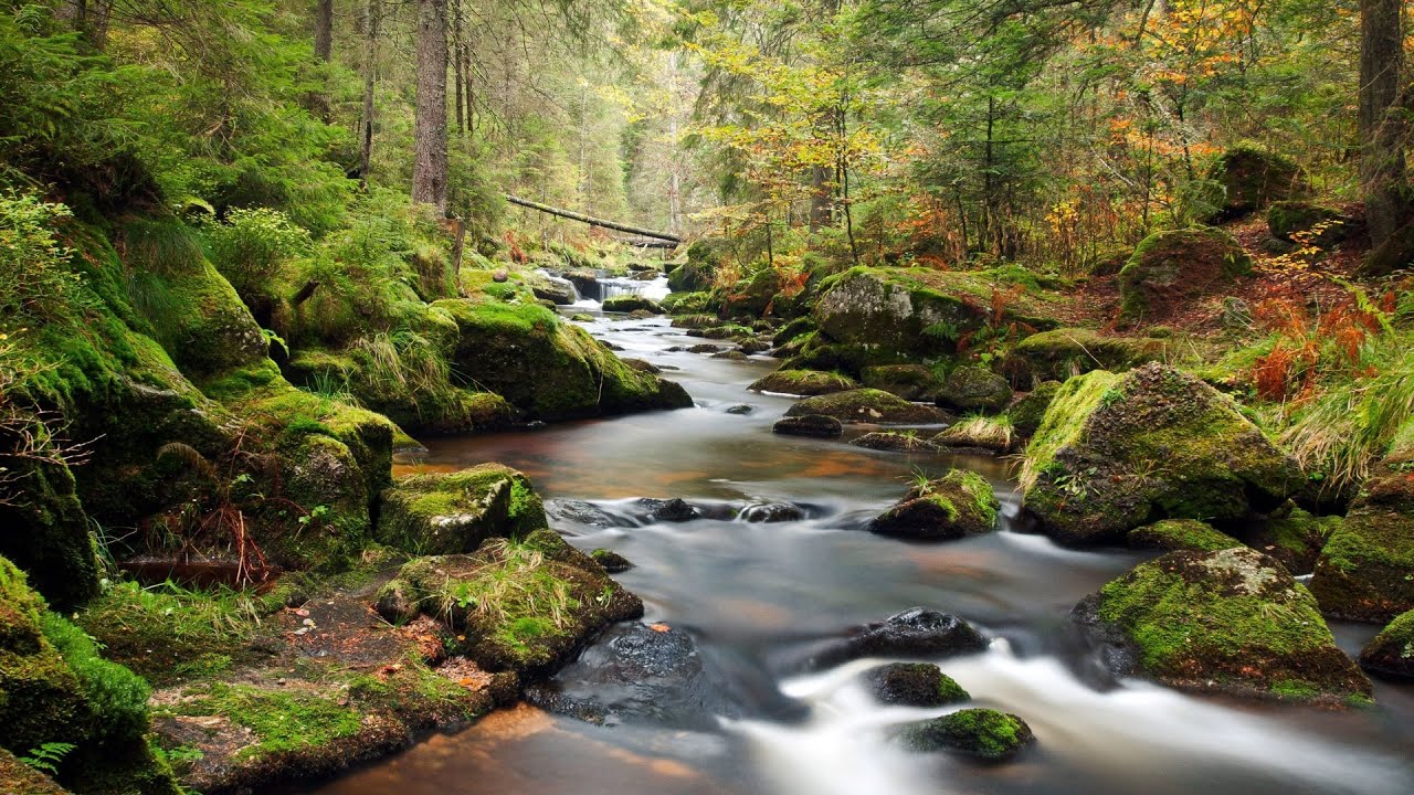 Звук реки, улучшающий концентрацию журчание реки, щебетание маленьких птиц ✦ Успокаивающие Звуки смотреть онлайн