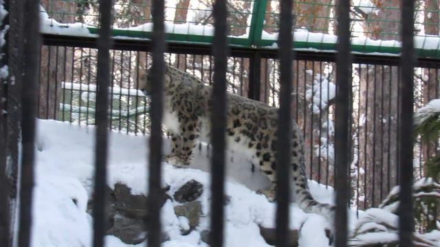 Барсы ждут еду и высматривают кипера. 23.12.19 г. смотреть онлайн