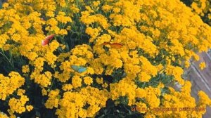 Алиссум горный (alyssum montanum) ? горный алиссум обзор: как сажать, саженцы алиссума