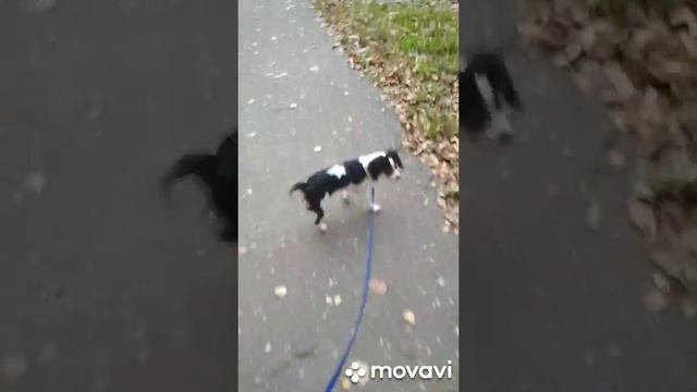 40. Кавалер Кинг Чарльз Спаниель