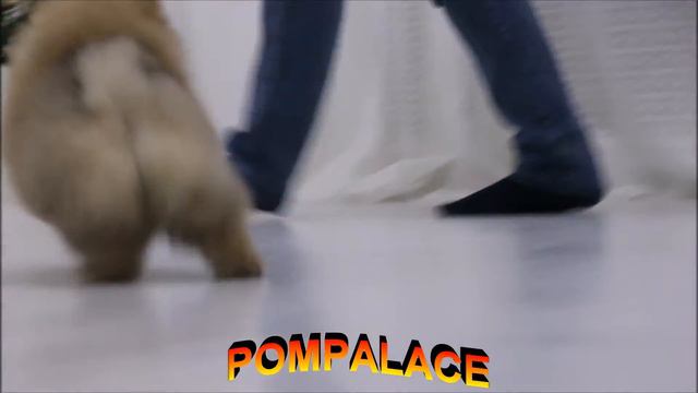 ПОМЕРАНСКИЙ ШПИЦ. ЩЕНОК. СМЕШНОЕ ВИДЕО. СМЕЕМСЯ ДО СЛЕЗ. смотреть онлайн