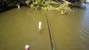 ловля на боковой кивок 1 100 карп