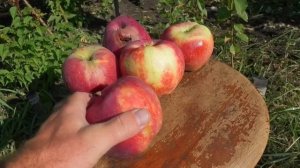 Яблоня Граф Эззо-плоды гиганты.