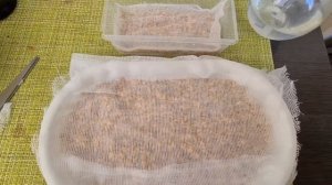 Травка для попугая. Выращиваю из овса/ пошаговое выращивание травы дома #трава_для_попугая