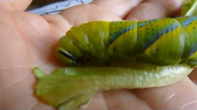 Acherontia Atropos: falena "testa di morto" смотреть онлайн