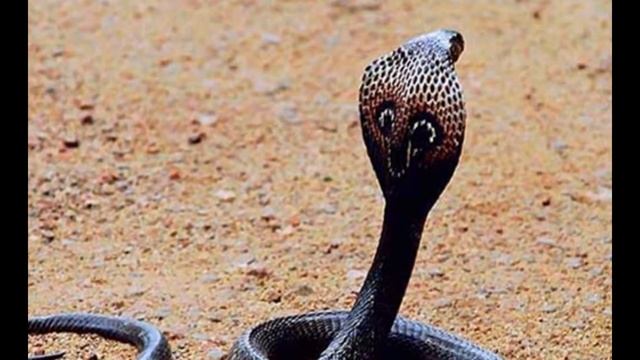 10 фактов про королевскую кобру. смотреть онлайн