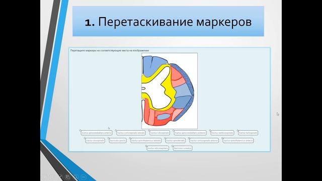Возможности дистанционной формы тестирования по анатомии человека смотреть онлайн