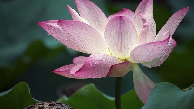 Волшебные лотосы, волшебная музыка смотреть онлайн