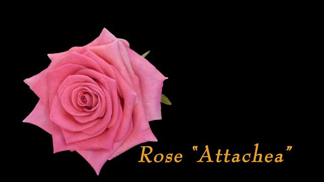 Time-lapse of Opening Pink "Attachea" Rose. смотреть онлайн