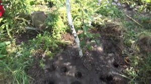 Кто роет норы в земле? Часть 1.Водяная крыса.Груша.