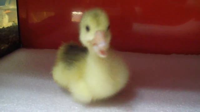 Гусёнок КУЗЯ смотреть онлайн